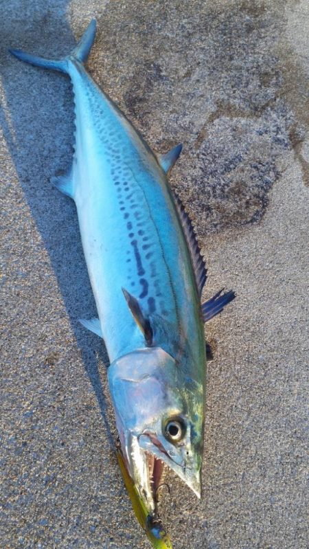 早朝はブリ、サワラまわってます！