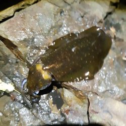 少しサイズアップる