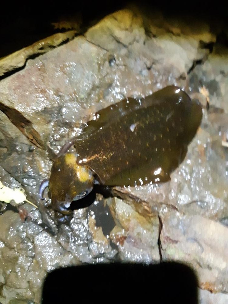 少しサイズアップる