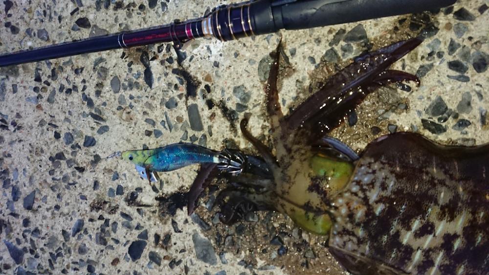 対馬エギング釣果