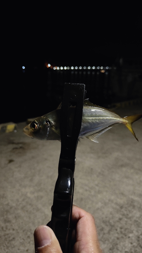 なんか釣れれば良いかなと