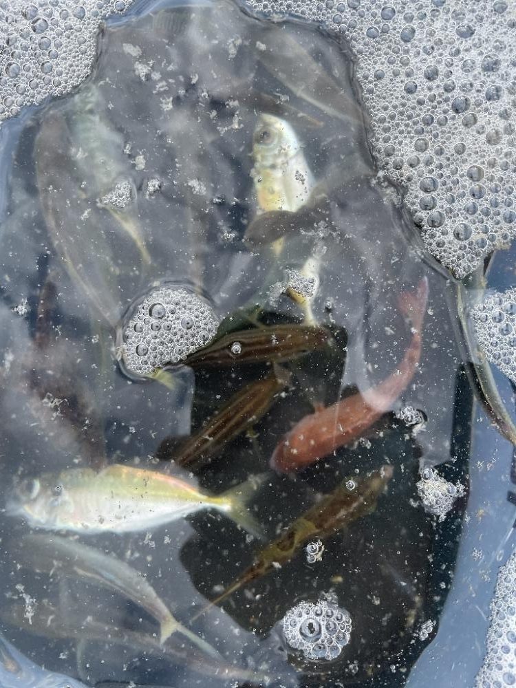 田ノ浦漁港で五目