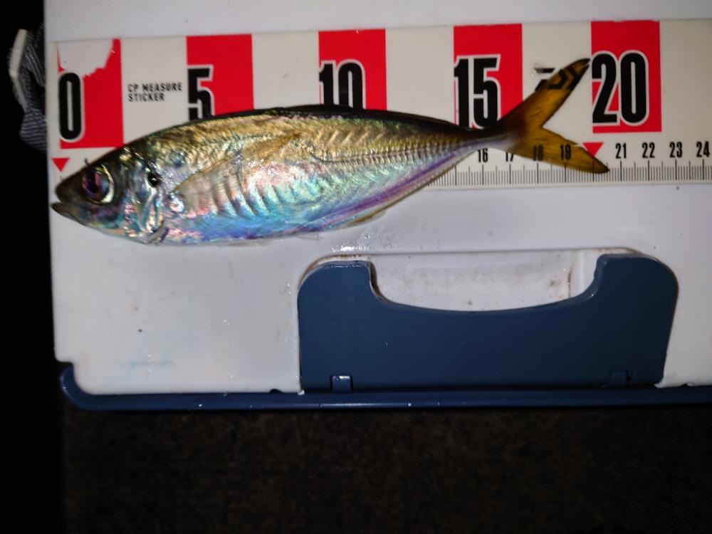 アジングヒャハー