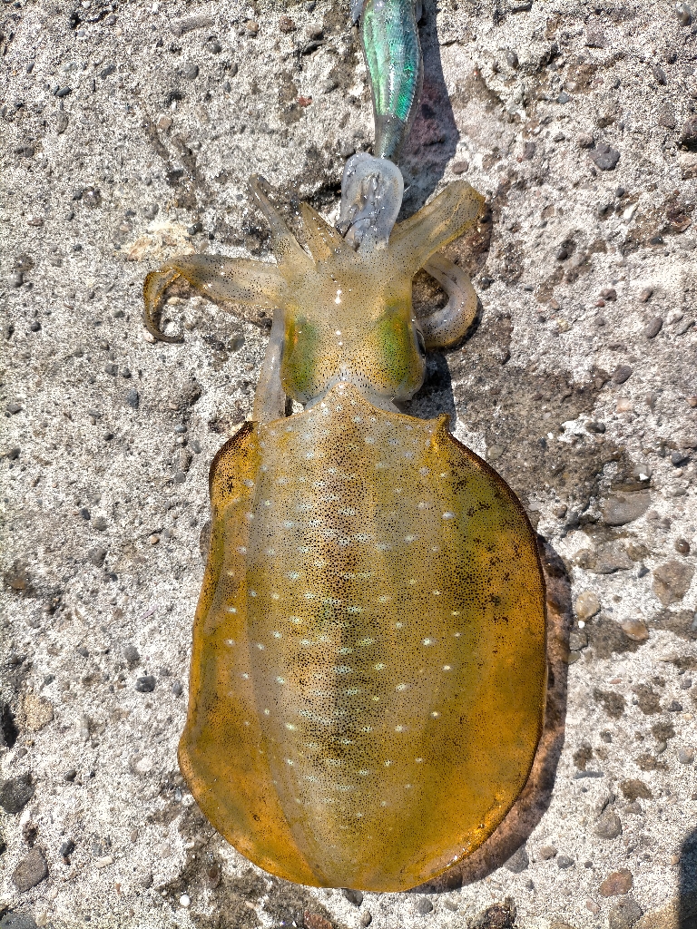 ランガンしてポツポツ