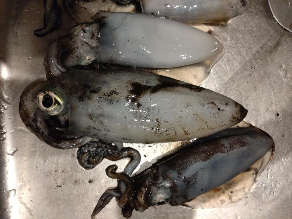 若潮でのティップラン