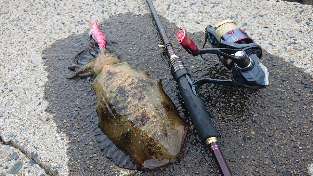 対馬エギング釣果