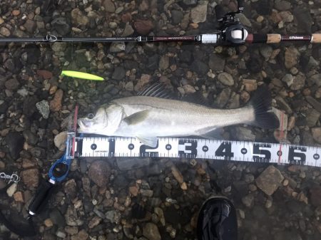 【シーバス】リバーシーバス５５㎝