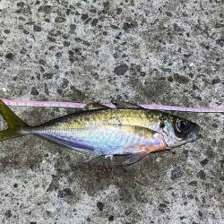 島アジング復活！？短い時合いだったけど良型アジ連発！