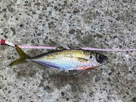 島アジング復活！？短い時合いだったけど良型アジ連発！