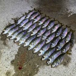 無限豆アジング｜豆アジの釣り方