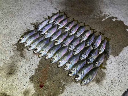 無限豆アジング｜豆アジの釣り方