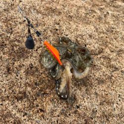 ショアジギ撃沈後にイイダコ釣りの調査