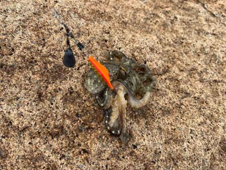 ショアジギ撃沈後にイイダコ釣りの調査