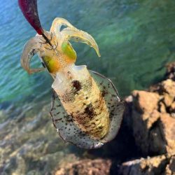 秋アオリエギング｜朝マヅメラッシュは無し！日中はボチボチ！