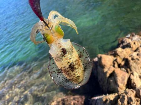 秋アオリエギング｜朝マヅメラッシュは無し！日中はボチボチ！