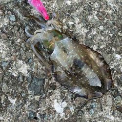 デイエギングはポツポツ｜ナイトエギング激渋！