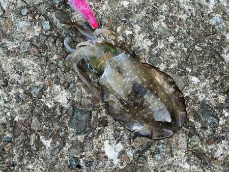 デイエギングはポツポツ｜ナイトエギング激渋！