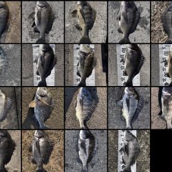 イチノ兄弟、釣果！