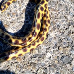 和歌山県串本　須江の磯で石鯛釣り