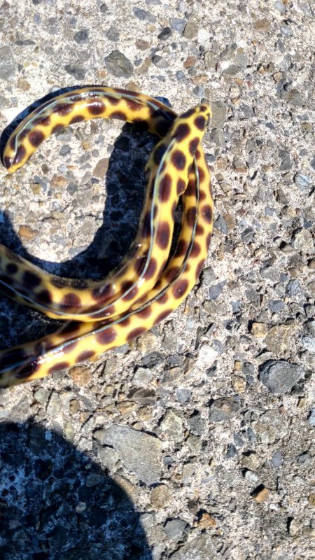 和歌山県串本　須江の磯で石鯛釣り