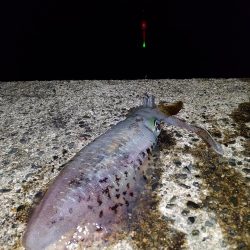 アオリイカ釣り