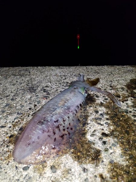アオリイカ釣り