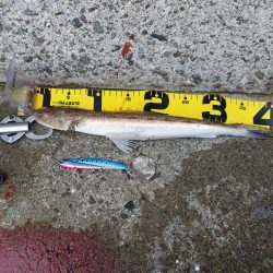 プチSalt water Game