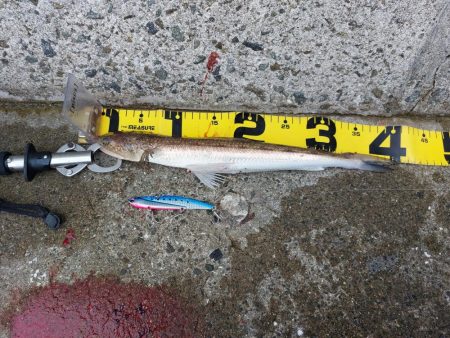 プチSalt water Game