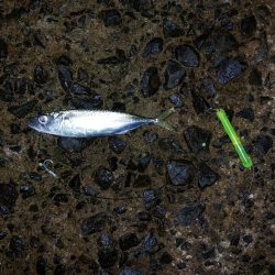 プチsalt water game