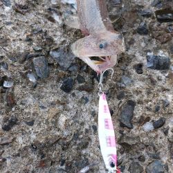 プチsalt water game