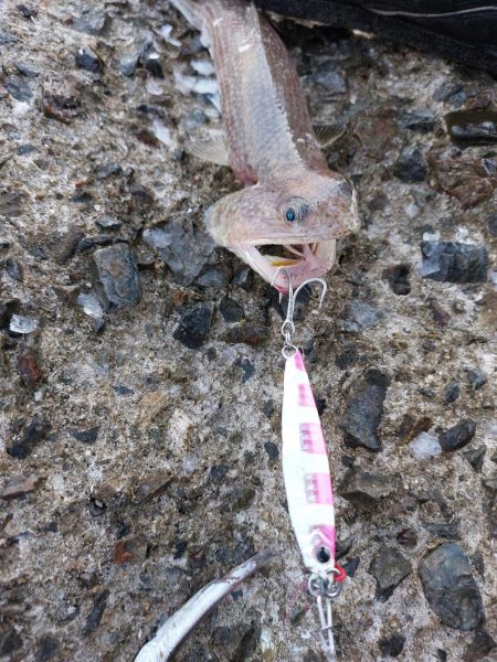 プチsalt water game