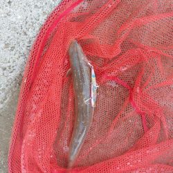 プチsalt water game