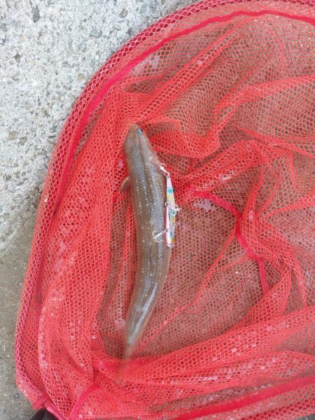 プチsalt water game