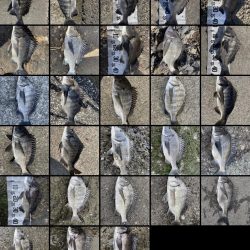 イチノ兄弟(兄)、釣果!