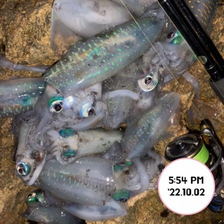 エギング夕まづめ