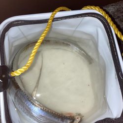 柳の下には２匹目はおらず