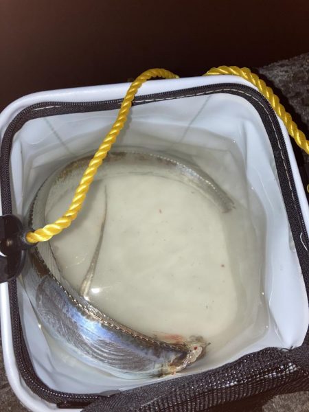 柳の下には２匹目はおらず