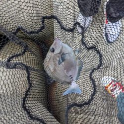 先週に引き続き釣行