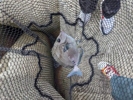 先週に引き続き釣行