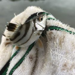 大きめヒラセイゴ!