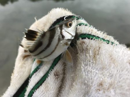 大きめヒラセイゴ!