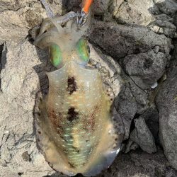 今年３回エギング釣行