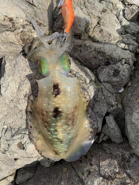 今年３回エギング釣行