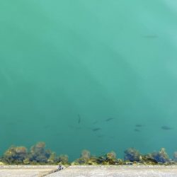 サヨリとアジ釣り