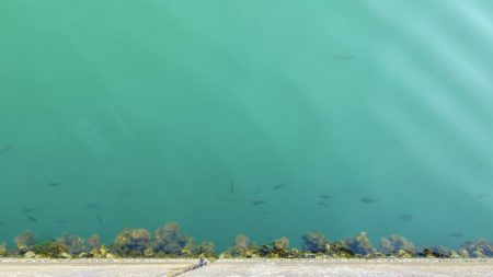 サヨリとアジ釣り