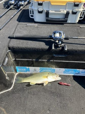 北山田50cm他4匹