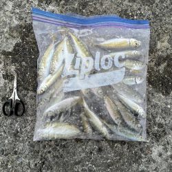 アジさん久しぶり