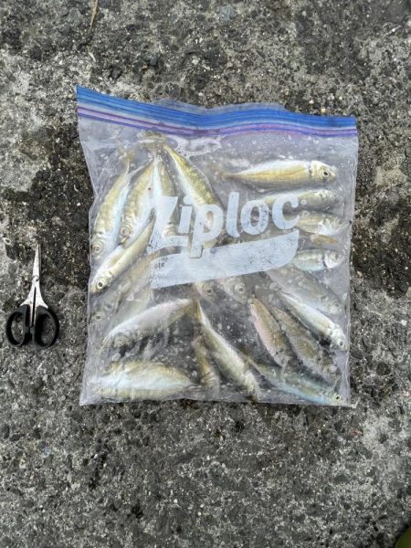 アジさん久しぶり