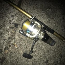 ヤエンでアオリイカGET