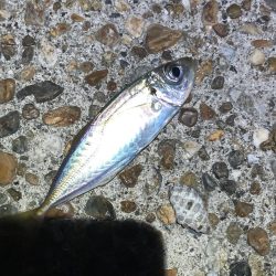 久しぶりの釣行